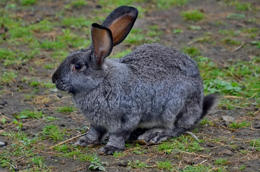 Senior Rabbit Care Guide