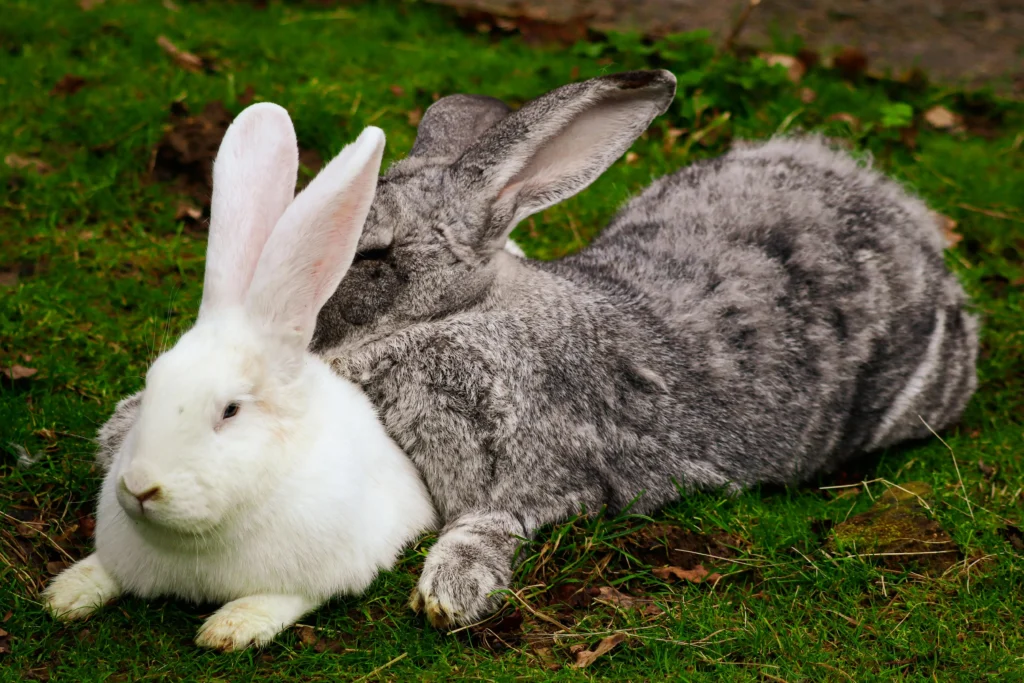 Senior Rabbit Care Guide