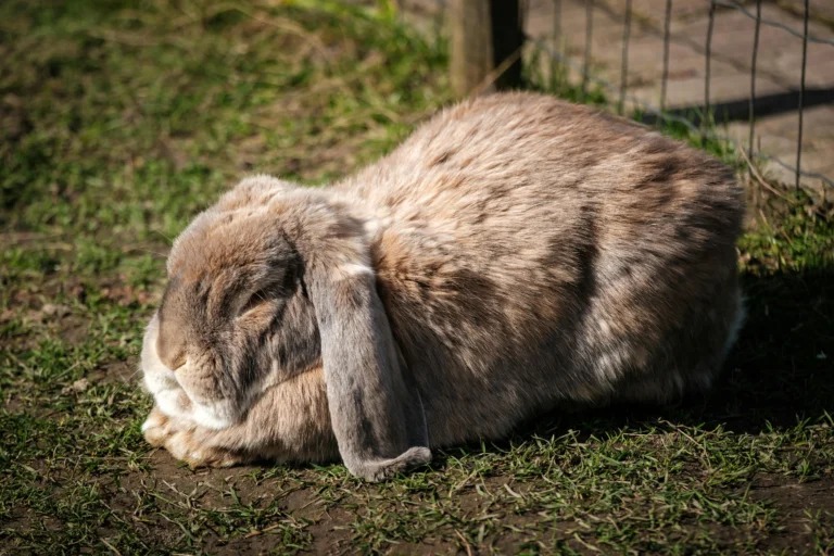 Senior Rabbit Care Guide