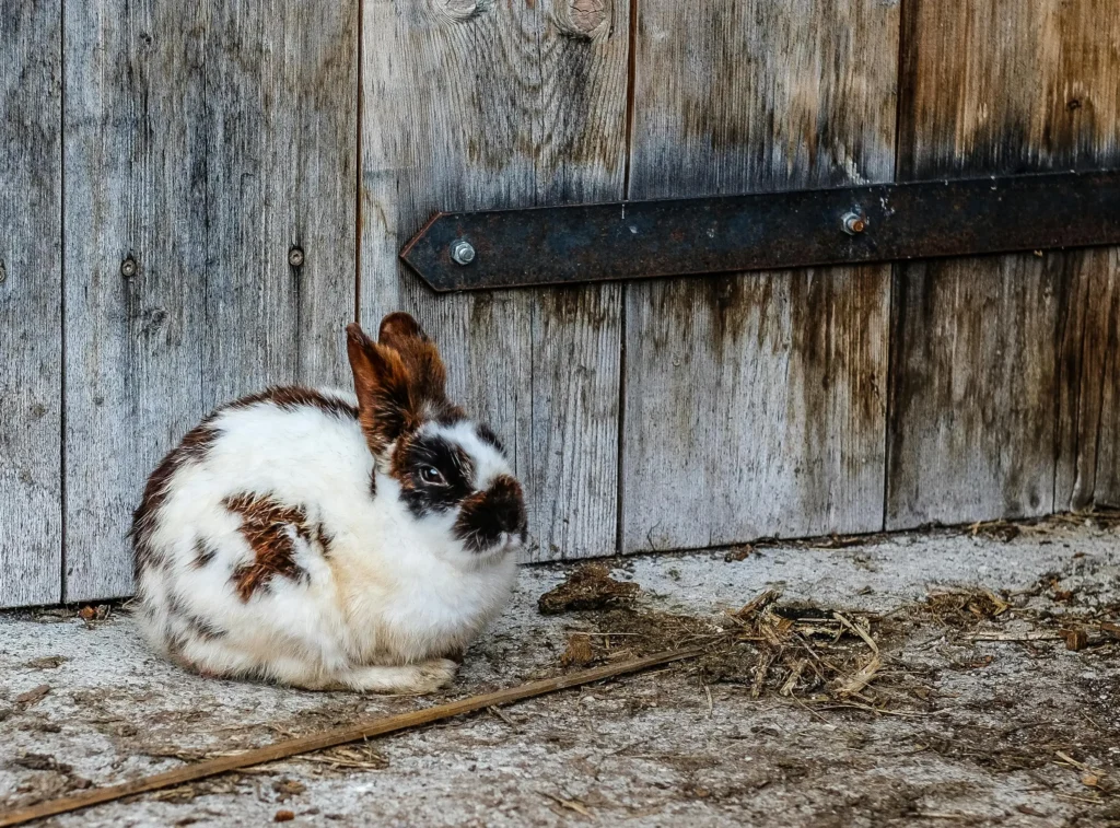 Senior Rabbit Care Guide