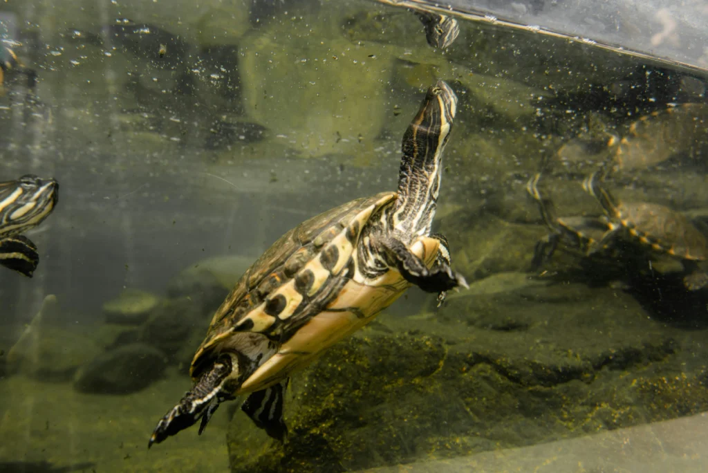 Senior Turtle Shell Care