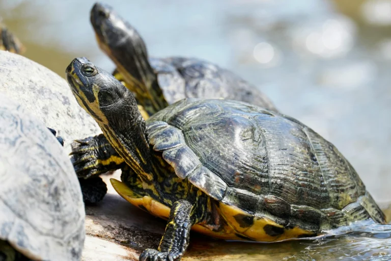 Senior Turtle Shell Care