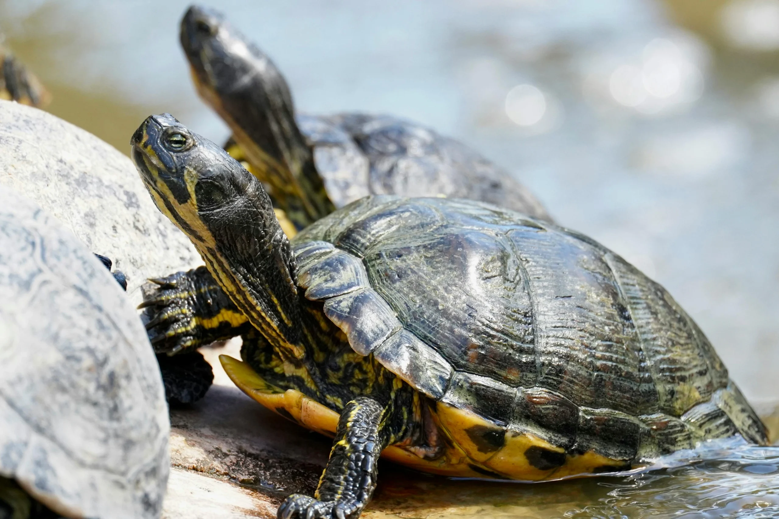 Senior Turtle Shell Care
