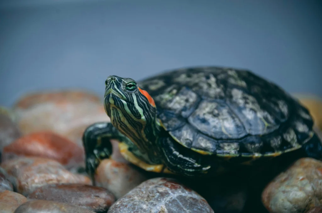 Senior Turtle Shell Care