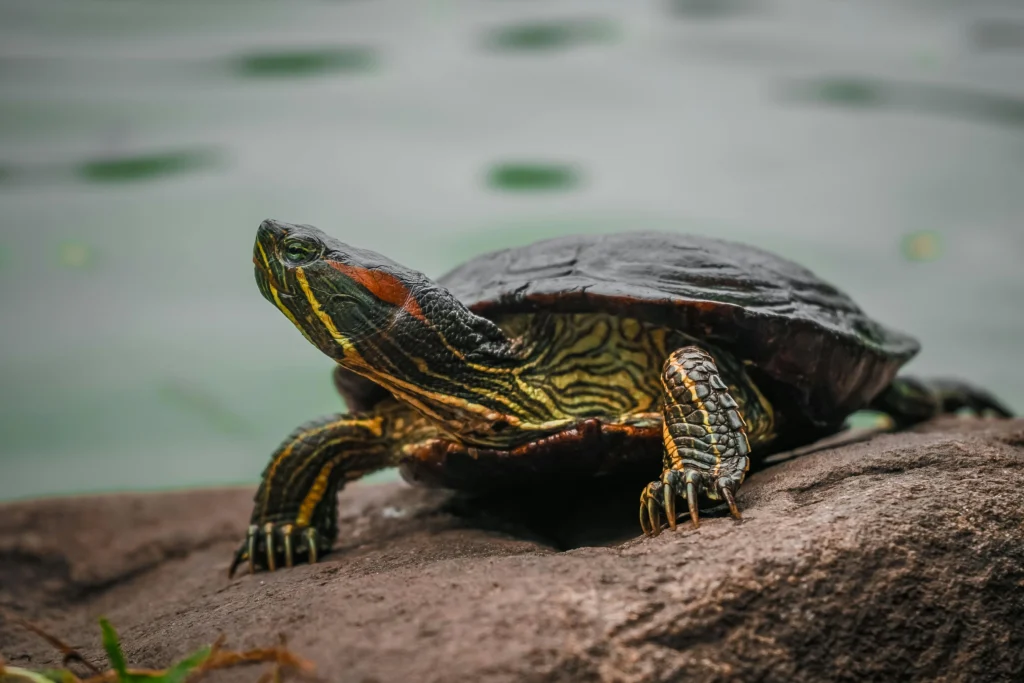 Senior Turtle Shell Care