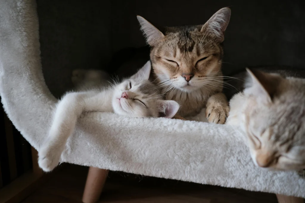 Cat Litter Box Problems