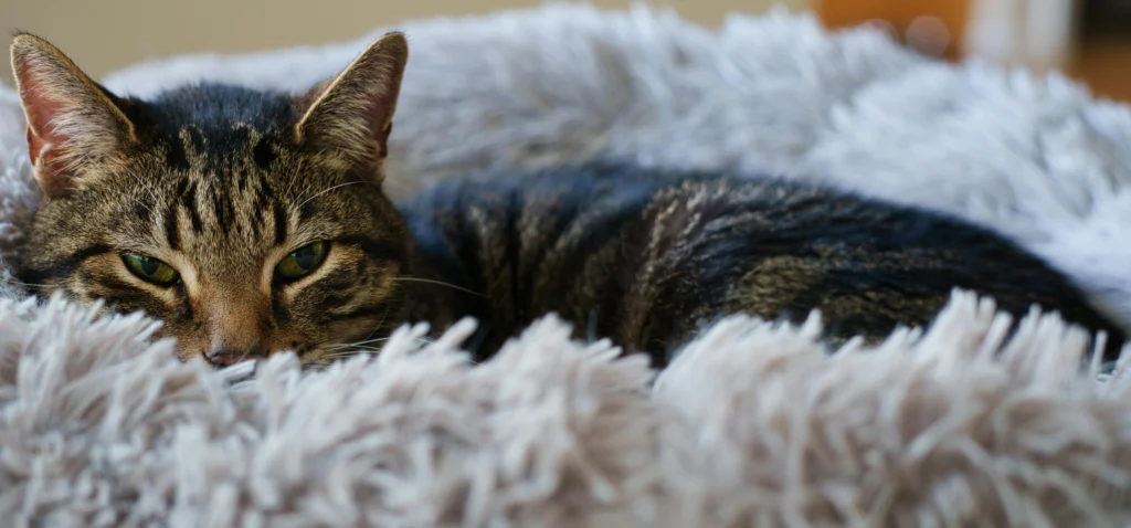 Cat Litter Box Problems