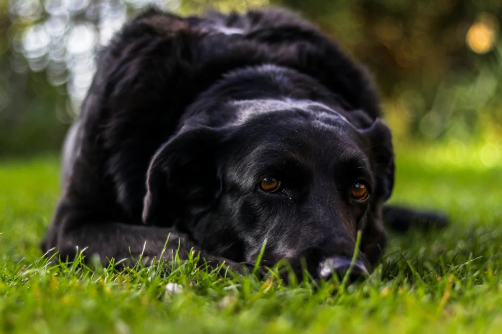 senior dog potty training problems