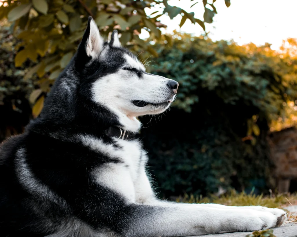senior dog potty training problems