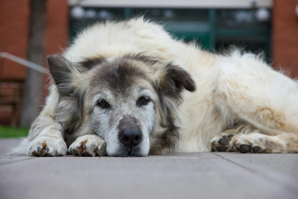 senior dog potty training problems