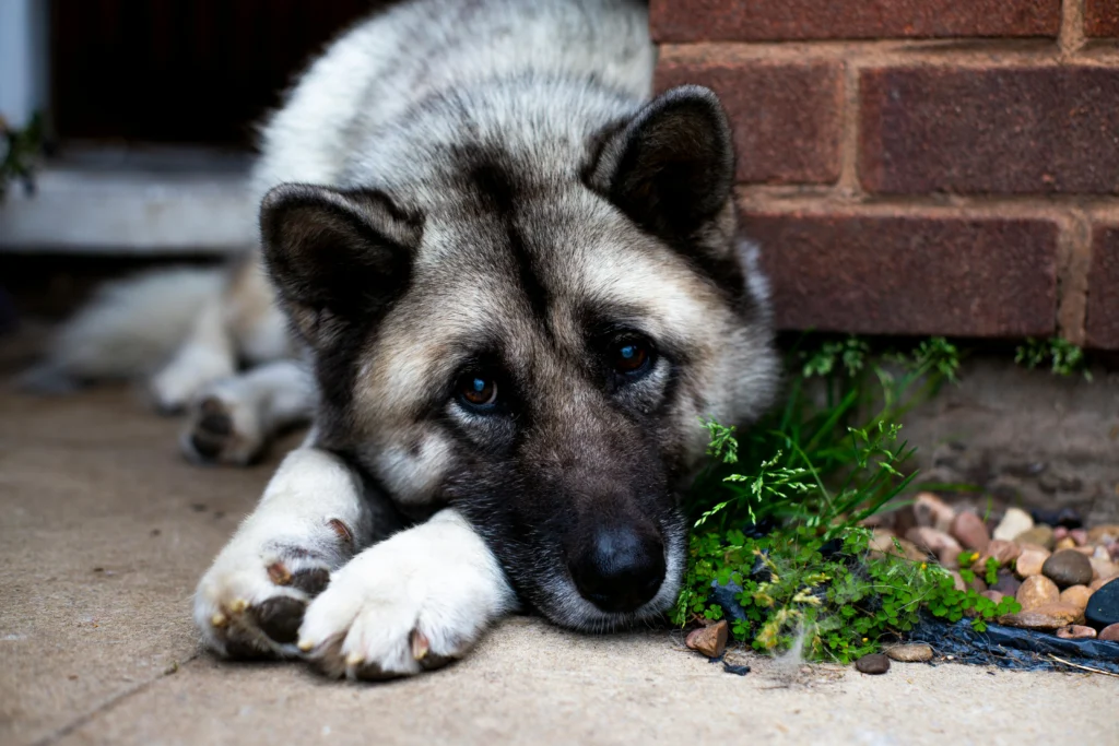 senior dog potty training problems