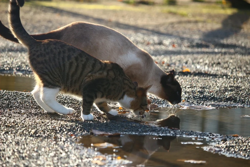 Old Cat Drinking Excessive Water