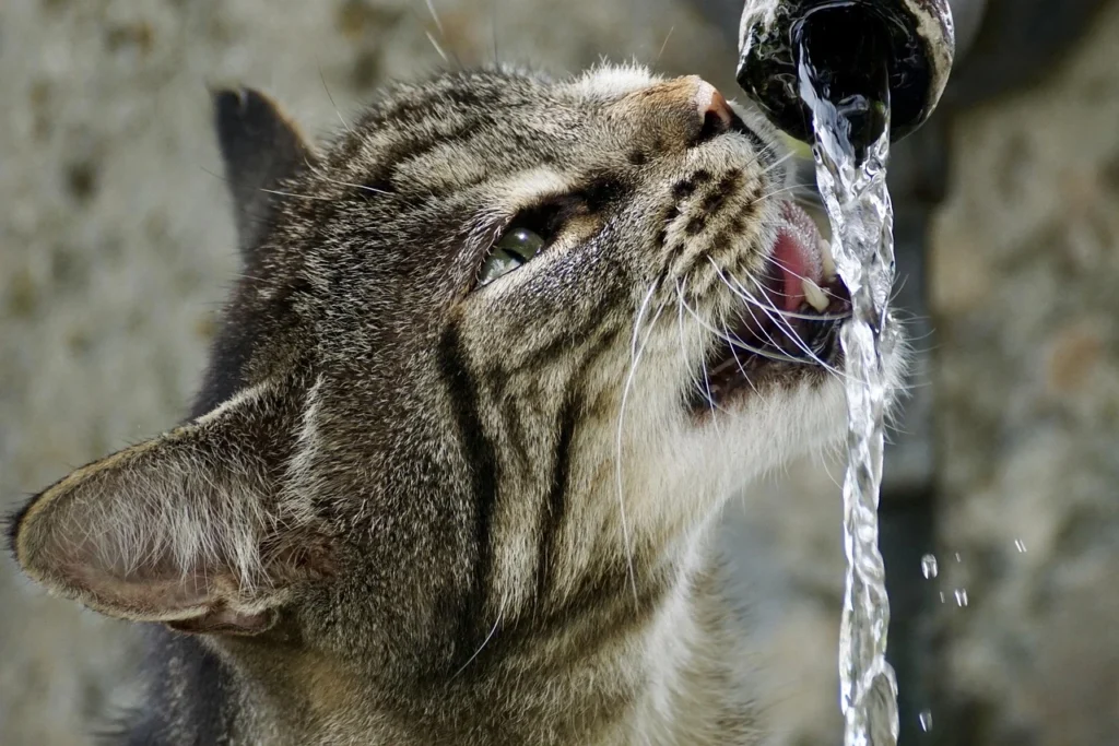 Old Cat Drinking Excessive Water