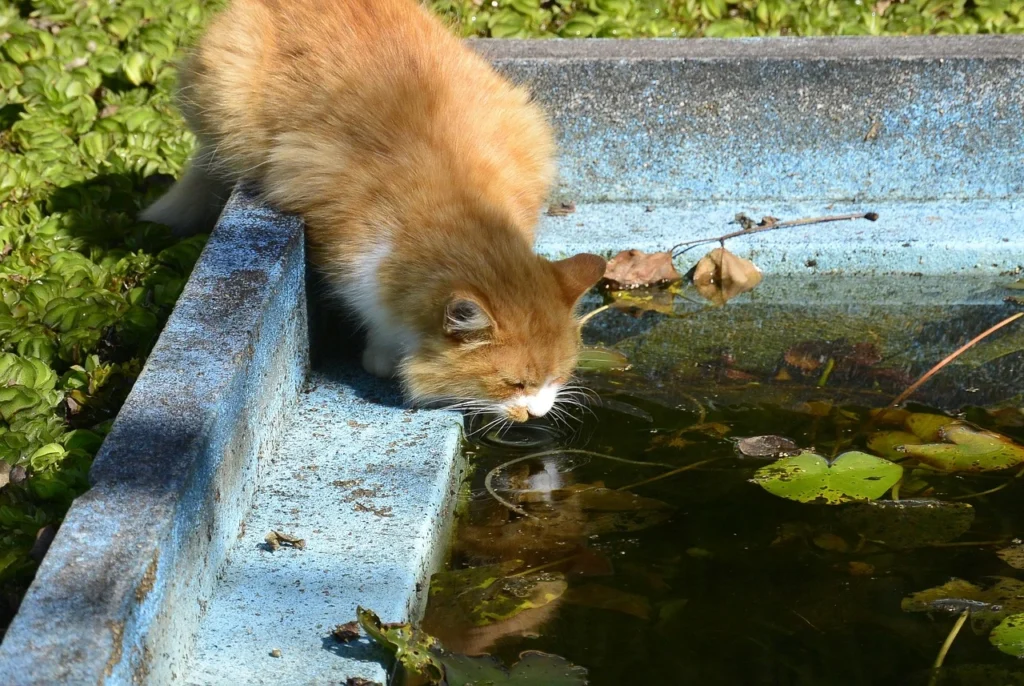Old Cat Drinking Excessive Water
