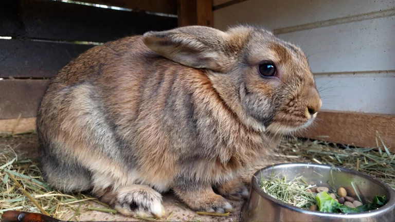 Old Rabbit Not Eating