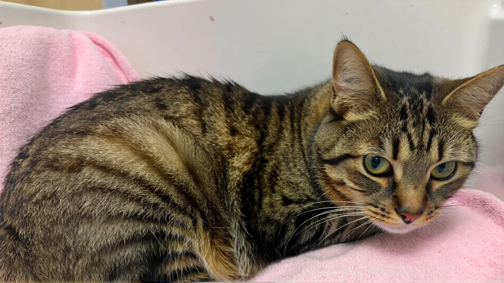 Senior Cat Constipation Home Remedies