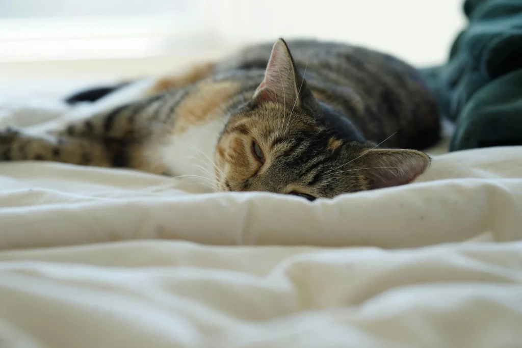 Senior Cat Kidney Disease Diet