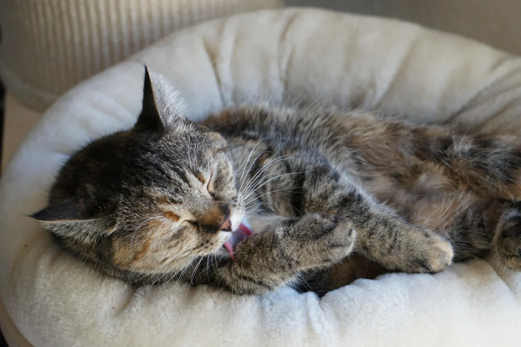 Senior Cat Kidney Disease Diet