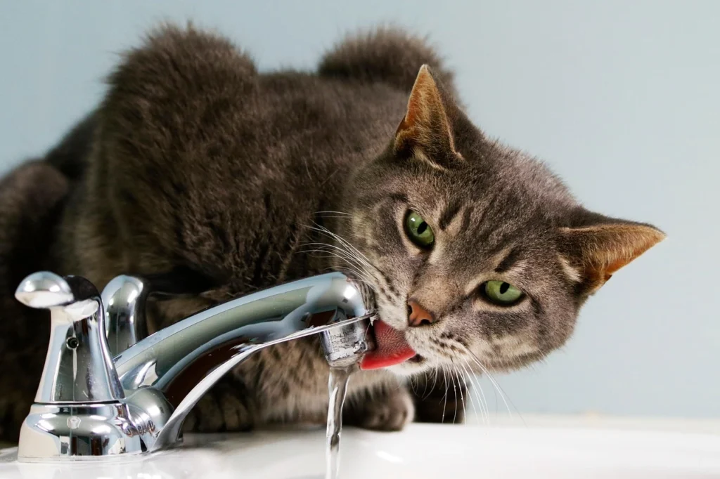 Senior Cat Not Drinking Water