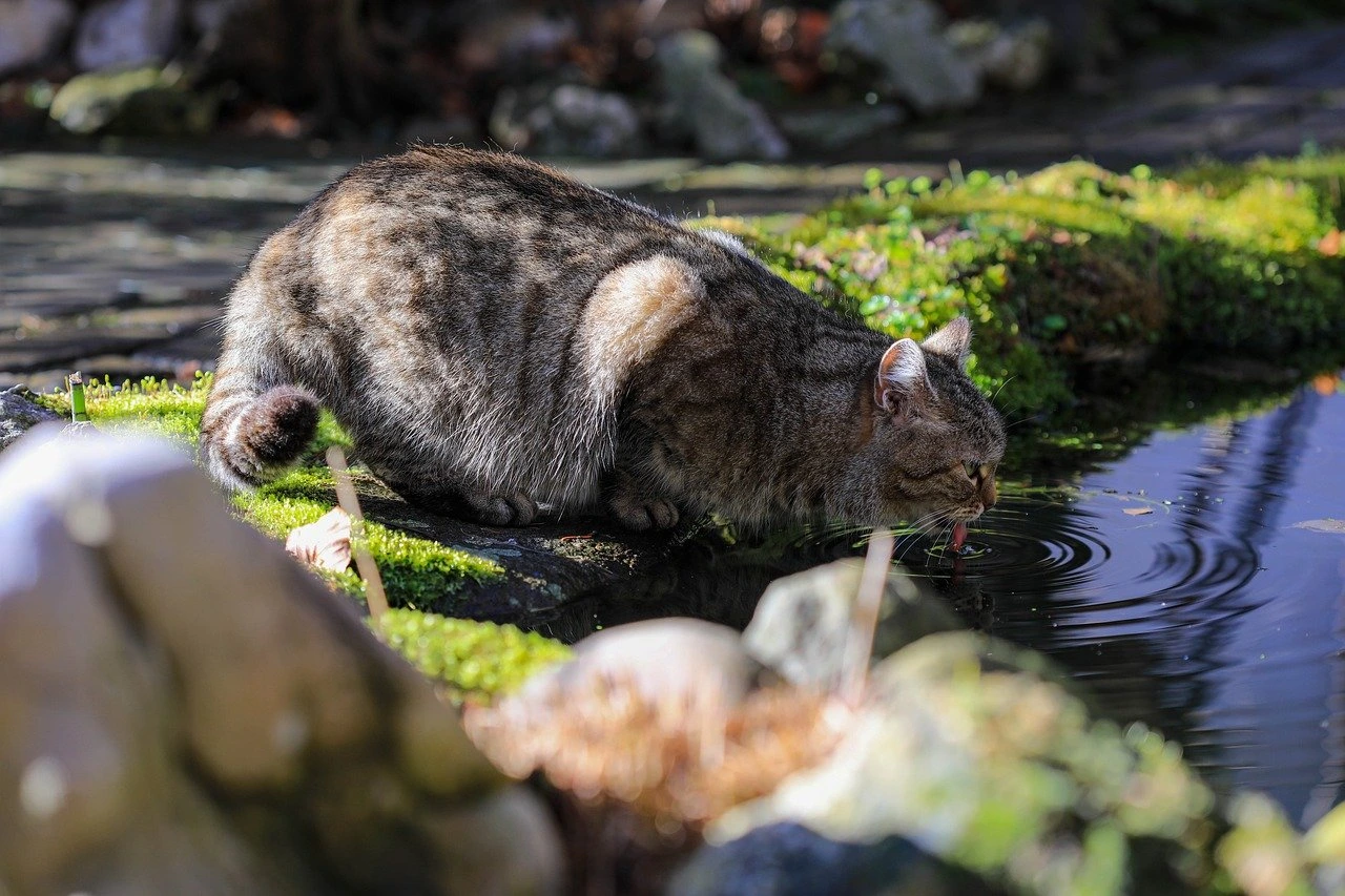 Senior Cat Not Drinking Water