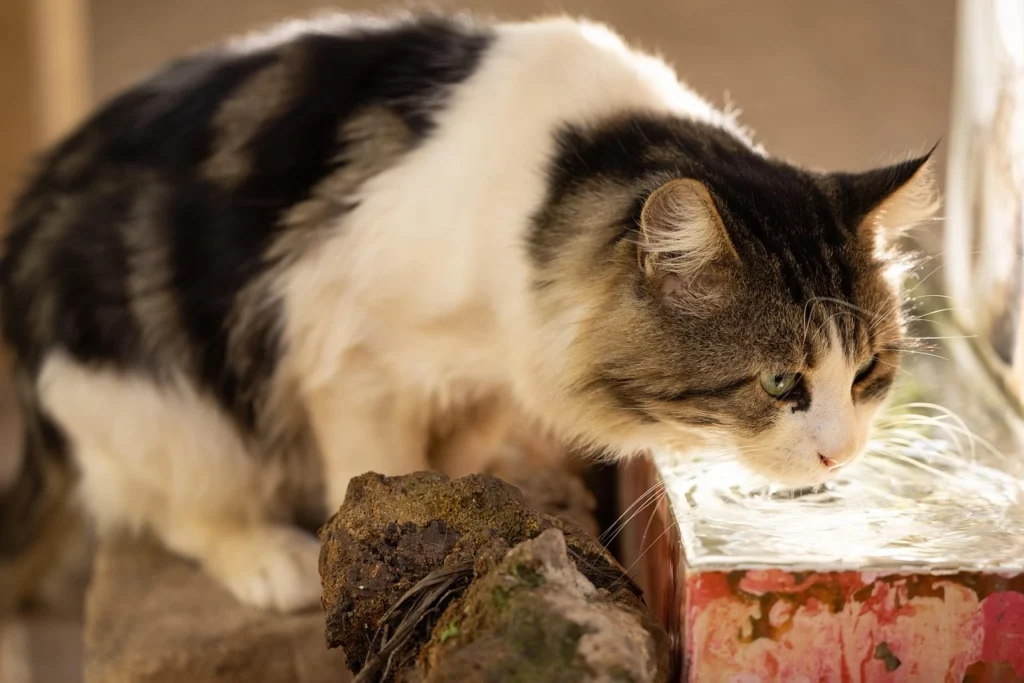 Senior Cat Not Drinking Water
