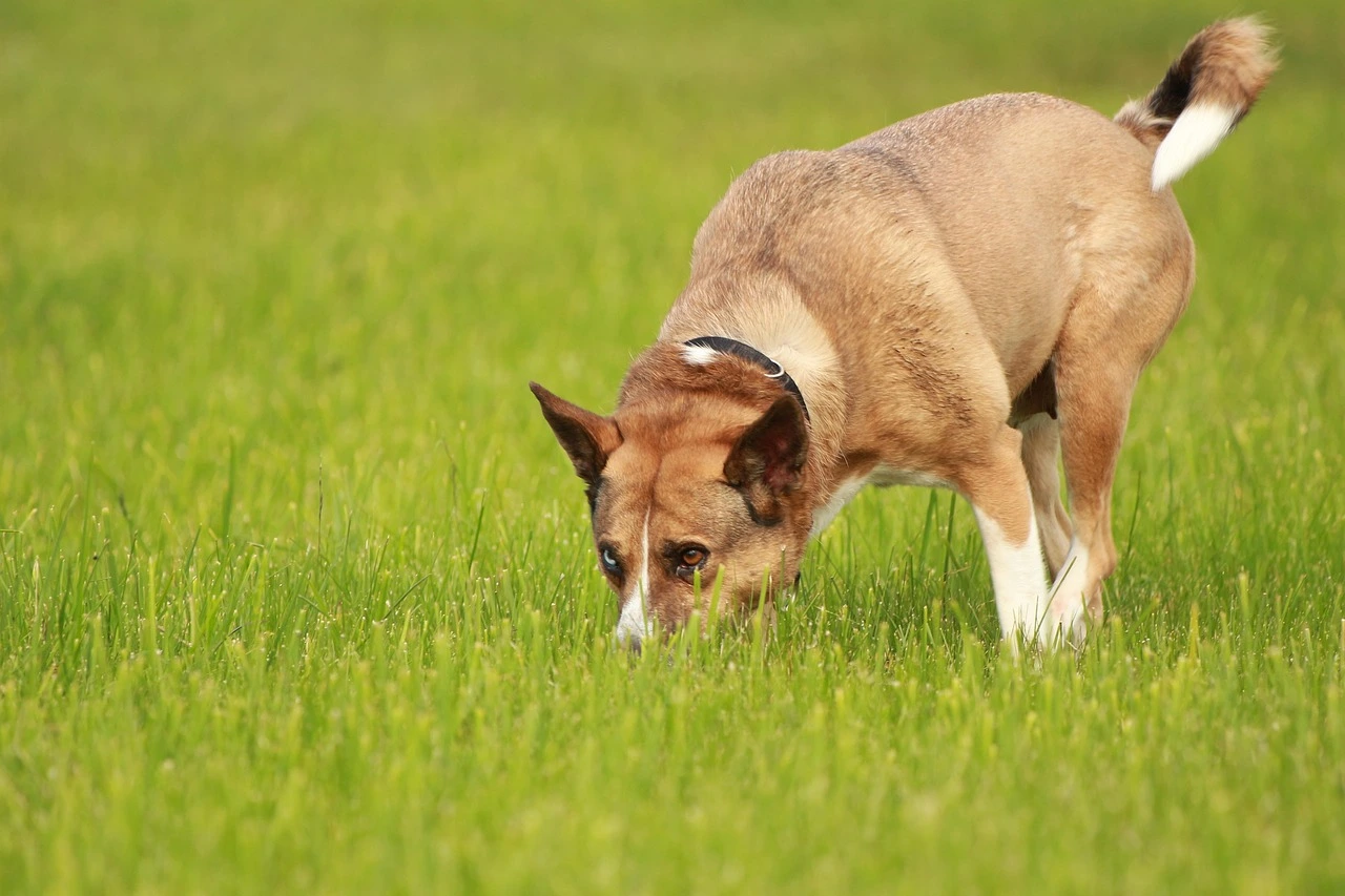 Senior Dog Coughing and Gagging