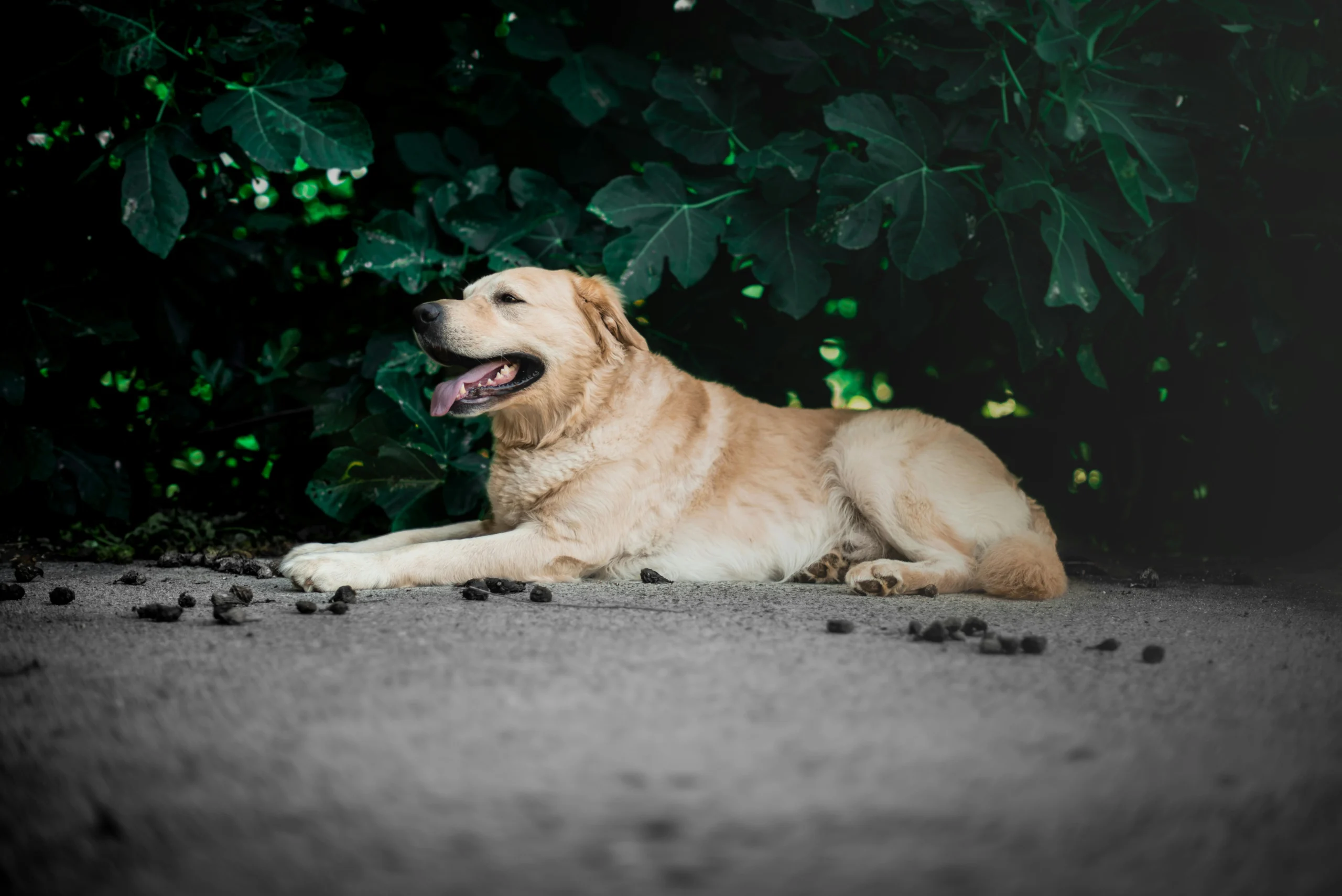 Senior Dog Shaking and Panting