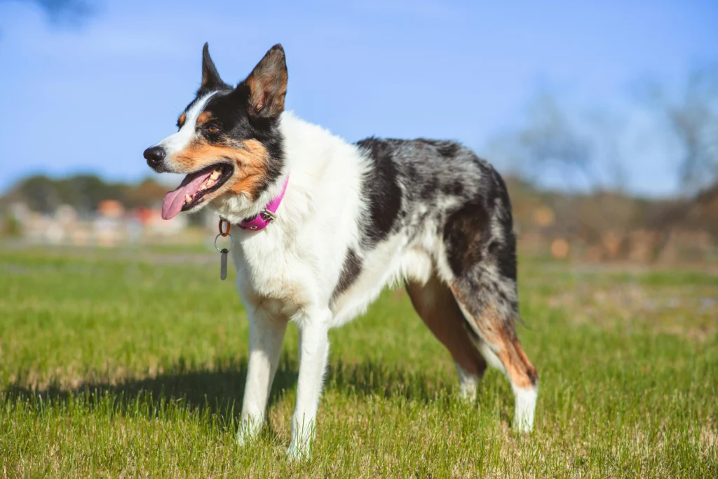 senior dog limping but no pain